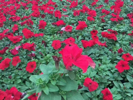 牵牛花（大红）