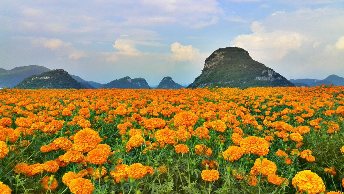 孔雀草花海