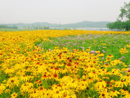 黑心菊花海