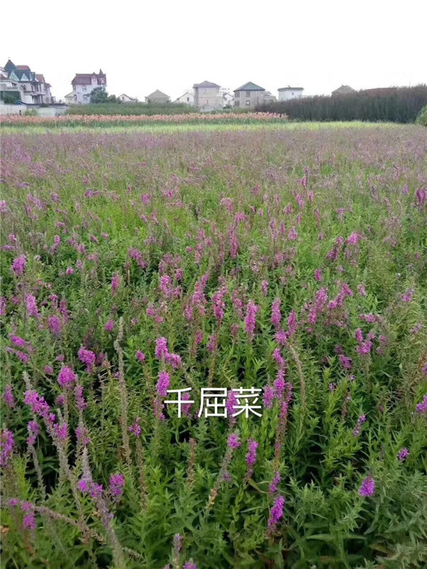 千屈菜 (2)