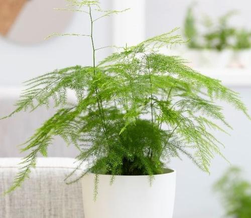 水生植物